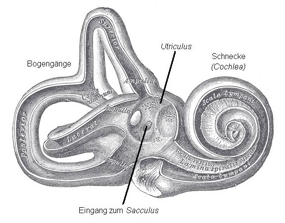 Gray Utriculus