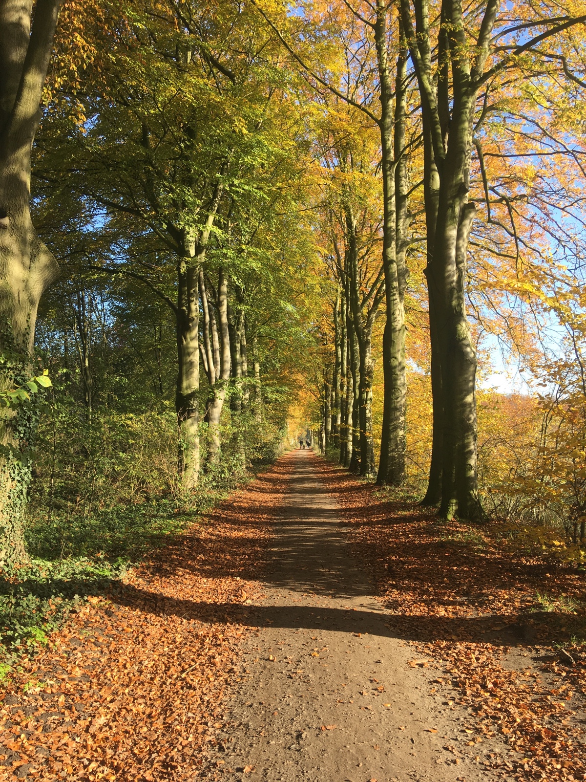 Herbst im Burgwald Dinklage am 10. November 2019