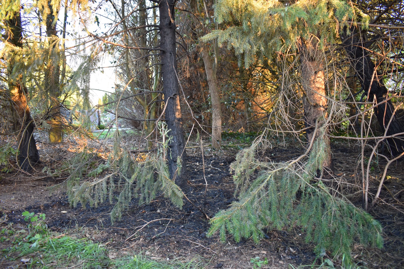 Feuer am Friedhof · Verkohlte Bäume und Unterholz