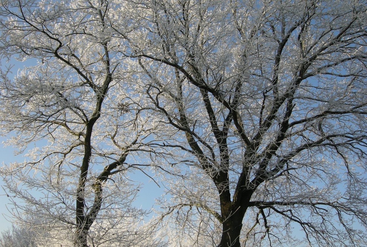 Bäume im Winter · 22. Dezember 2007