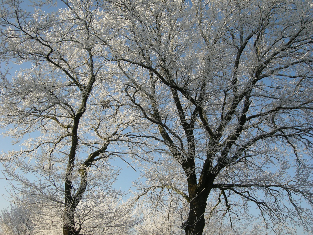 Bäume im Winter · 22. Dezember 2007