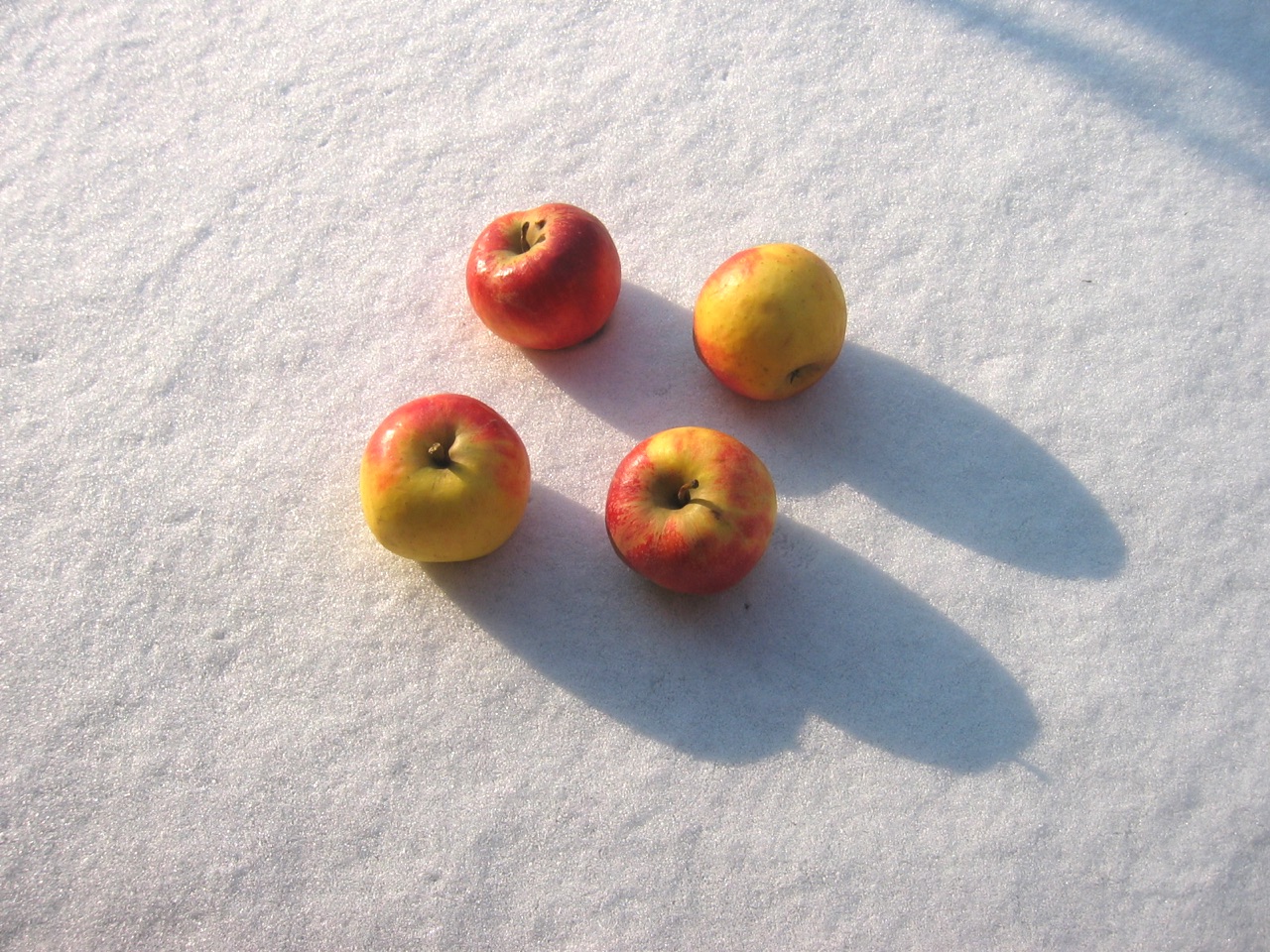 Vier Äpfel im Schnee · 27. Januar 2006