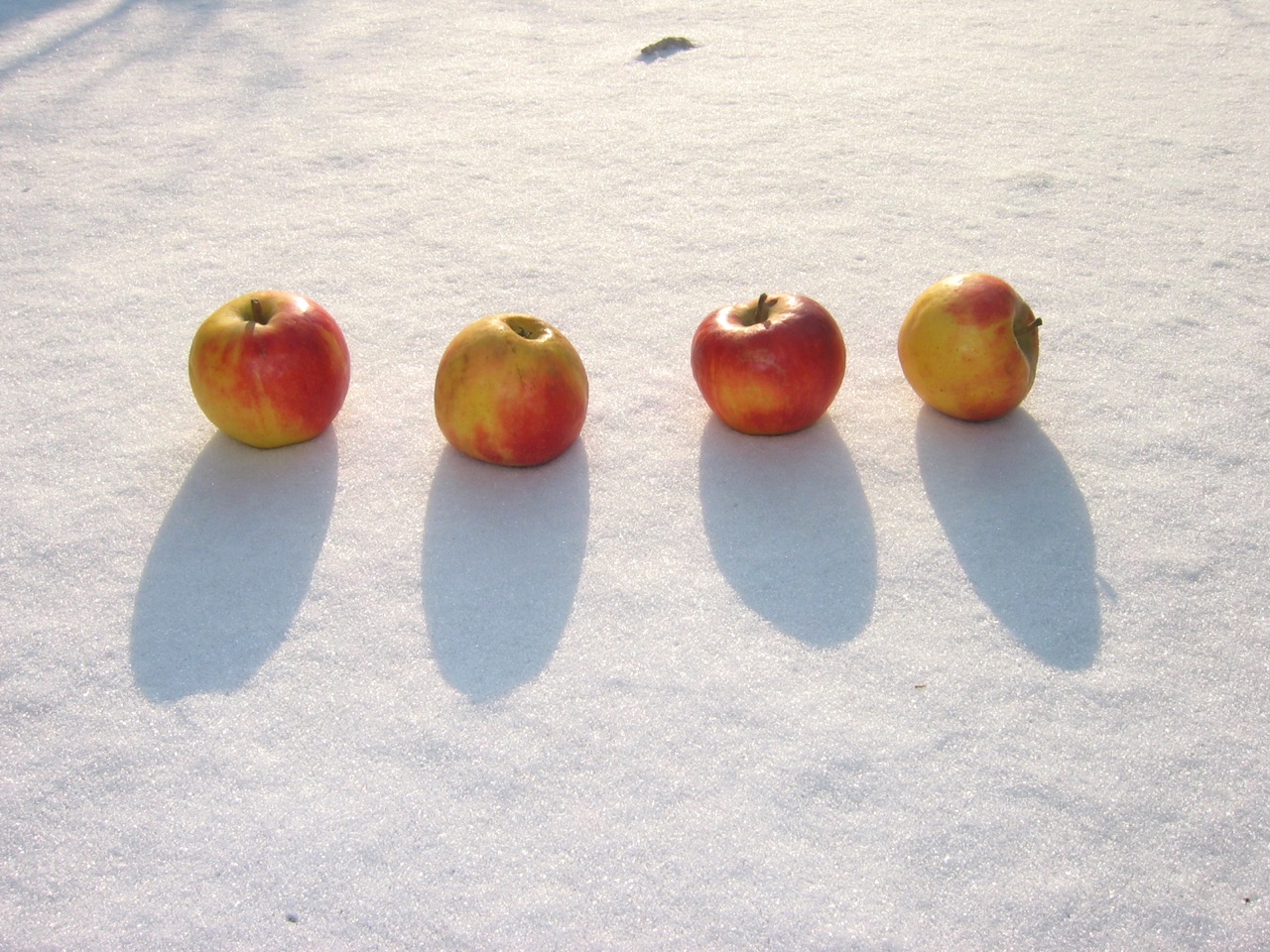 Vier Äpfel im Schnee · 27. Januar 2006